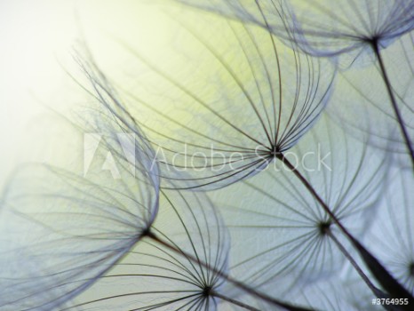 Picture of dandelion seed